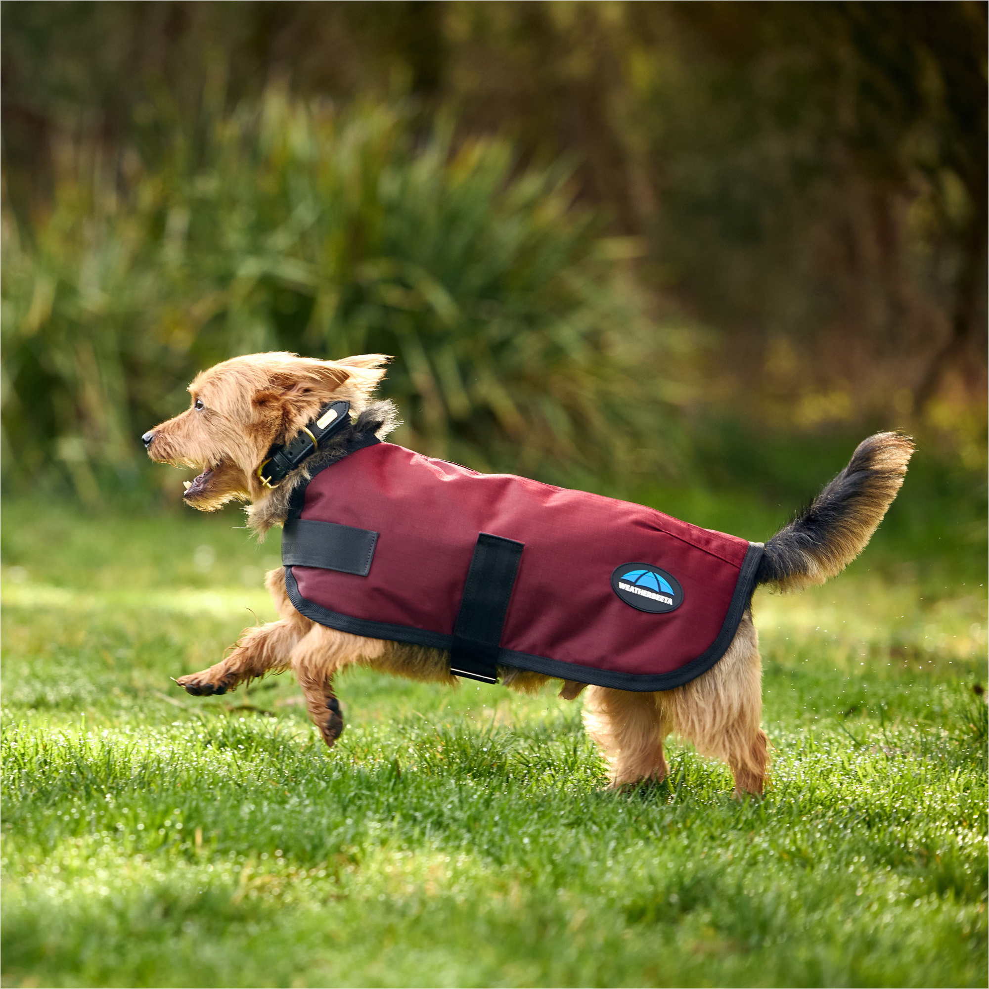 2025 Weatherbeeta Comfitec Classic Waterproof Dog Coat 1029048 - Burgundy
